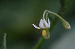 Black nightshade